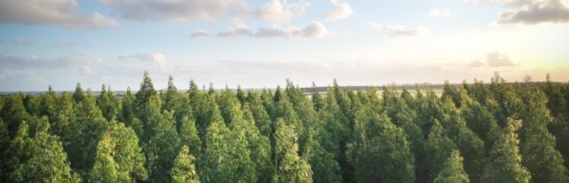 Opakowania drewniane a środowisko: biodegradowalność i recykling